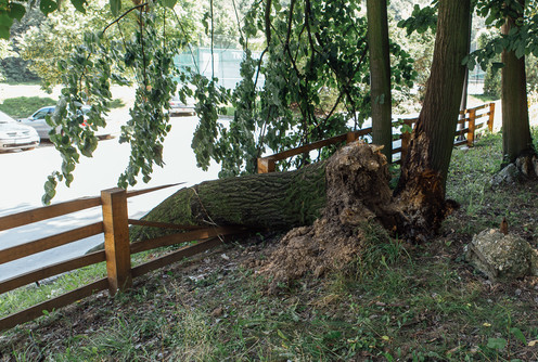 Palo drvo na ulicu (foto: DjordjeDjokovic)