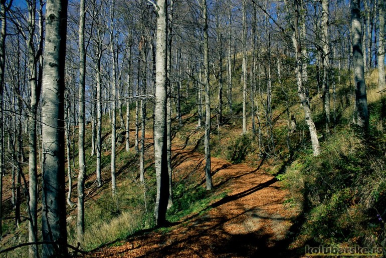 Šuma (foto: Đorđe Đoković)