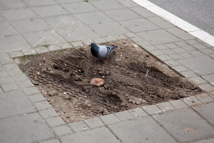 Mesto za novo drvo