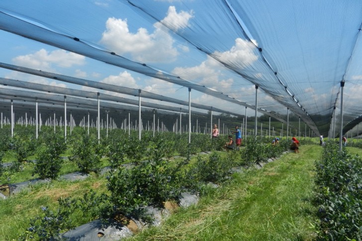 Plantaža borovnica u Lončaniku