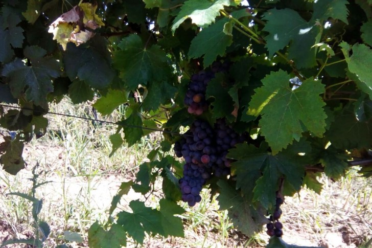 Grožđe