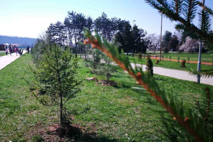 Drveće posađeno na Školarcu