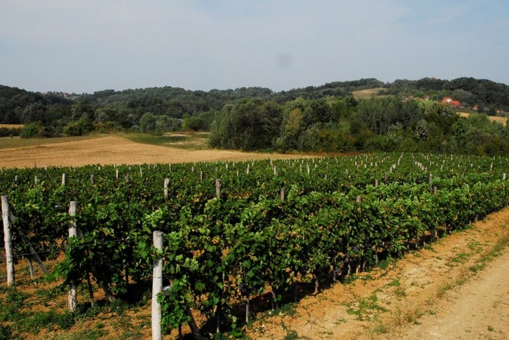 Vinograd