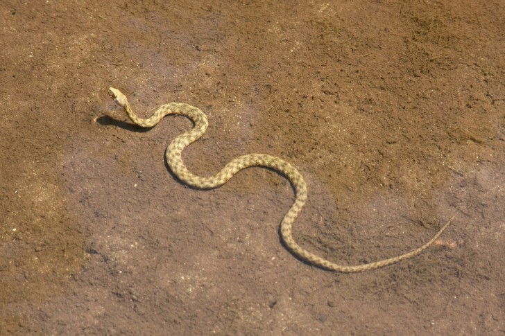 Ribarica