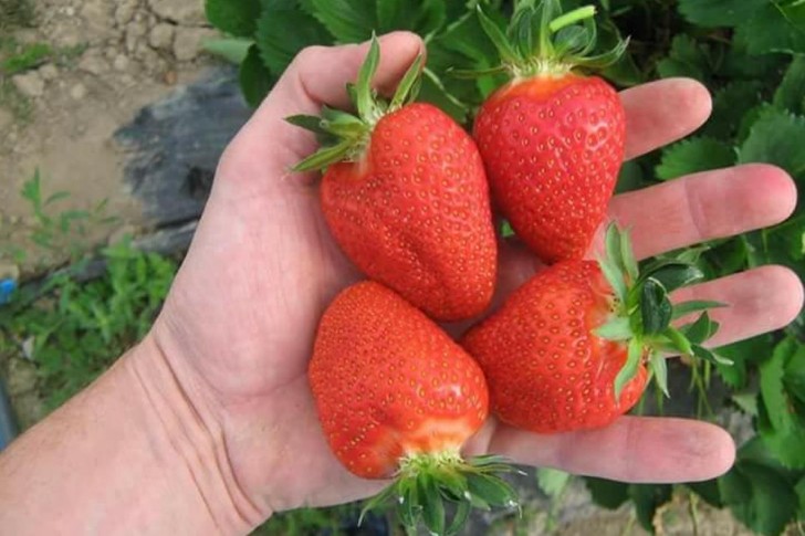Jagode