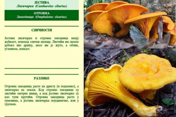 Lisičarka i zavodnica
