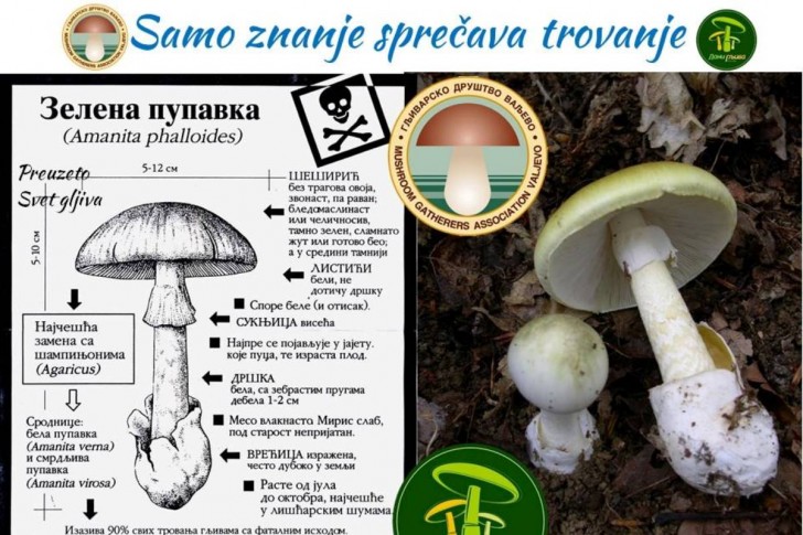 Zelena pupavka