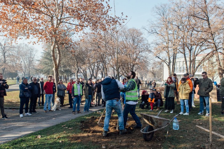 Novi platan u starom parku