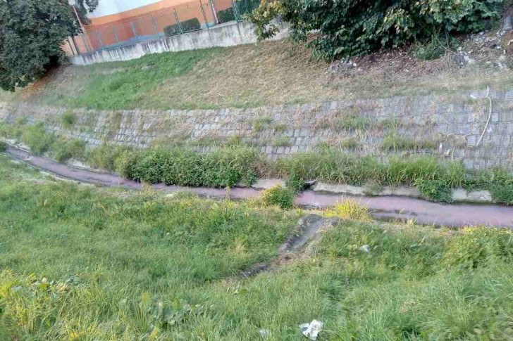 Ružičasta Ljubostinja