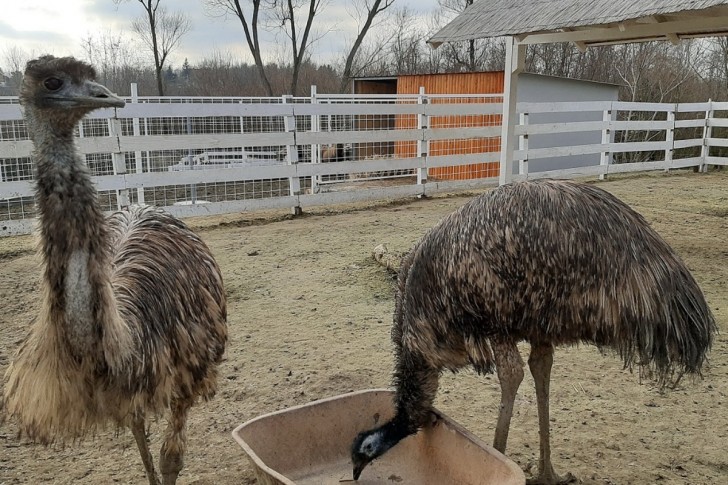 Ptice emu