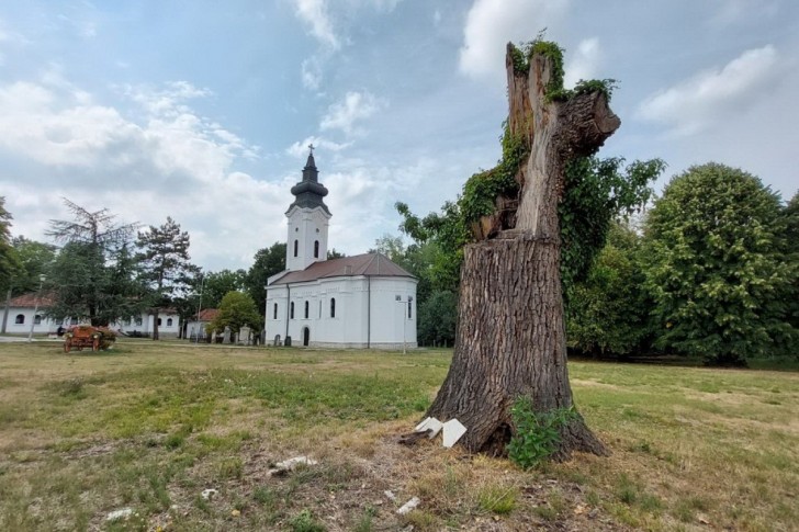 Ostatak stabla starog hrasta