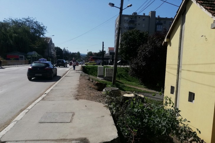 Posečeno drveće