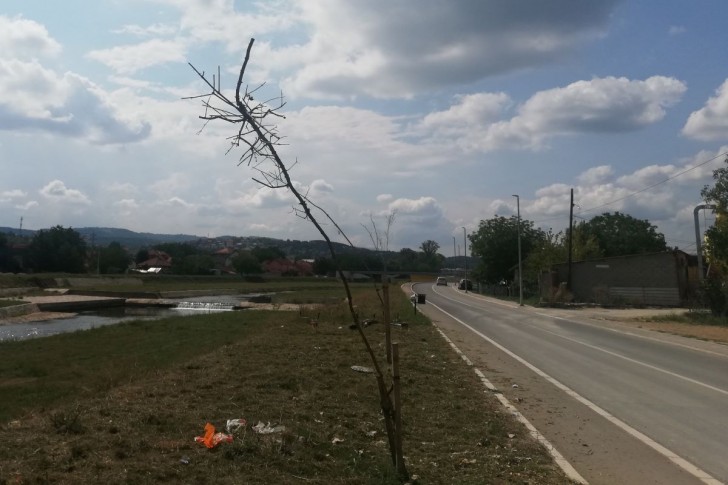 Osučene sadnice u Ulici Mirka Obradovića