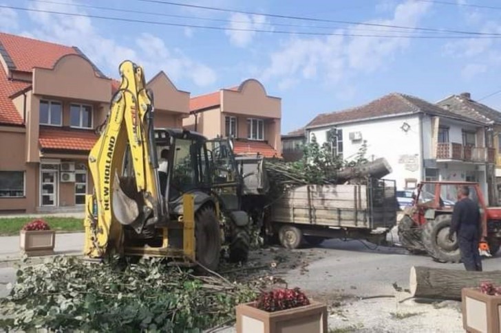 Posečeno drveće u Karađorđevoj