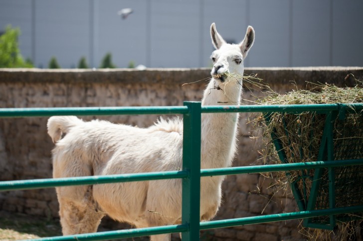 Lama