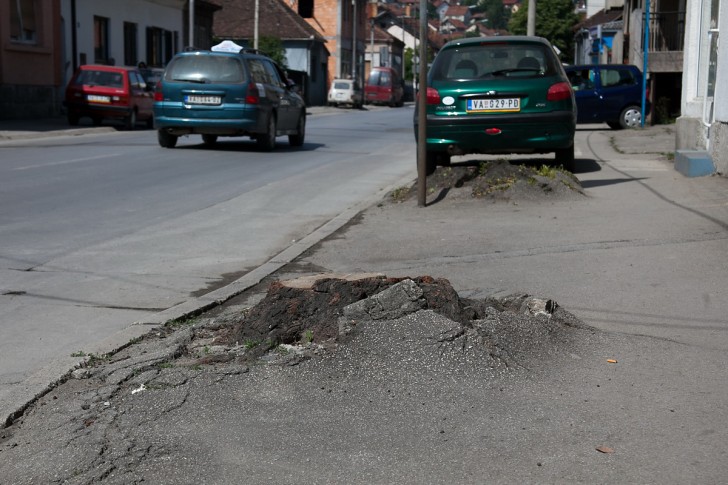 Koren izvalio asfalt