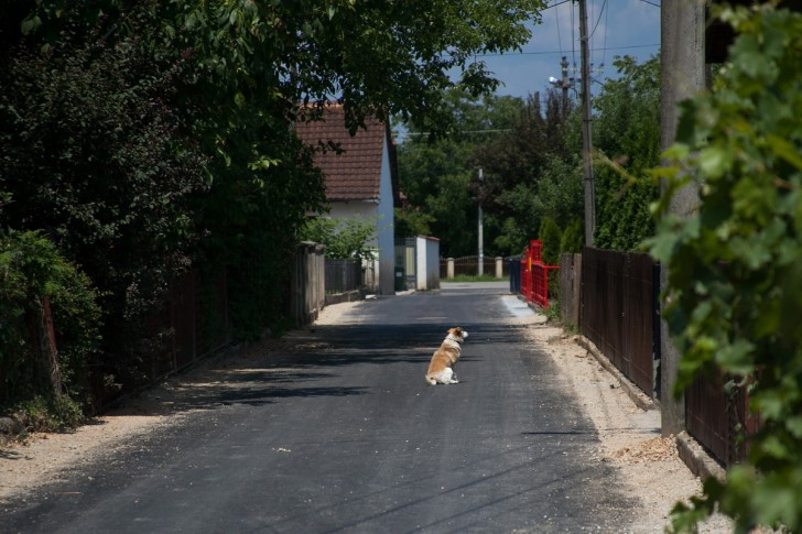 Golubačka ulica 