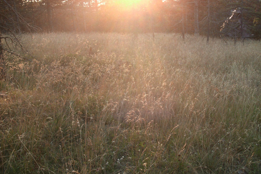 Fields of gold