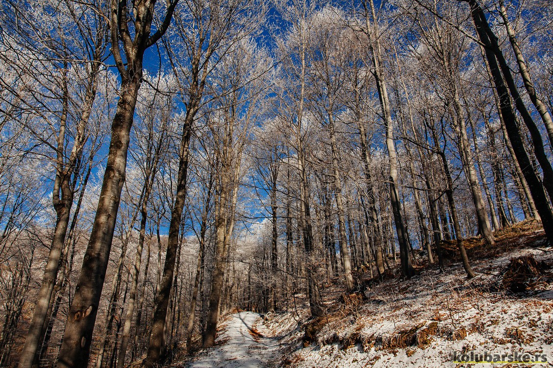 Šuma na Jablaniku