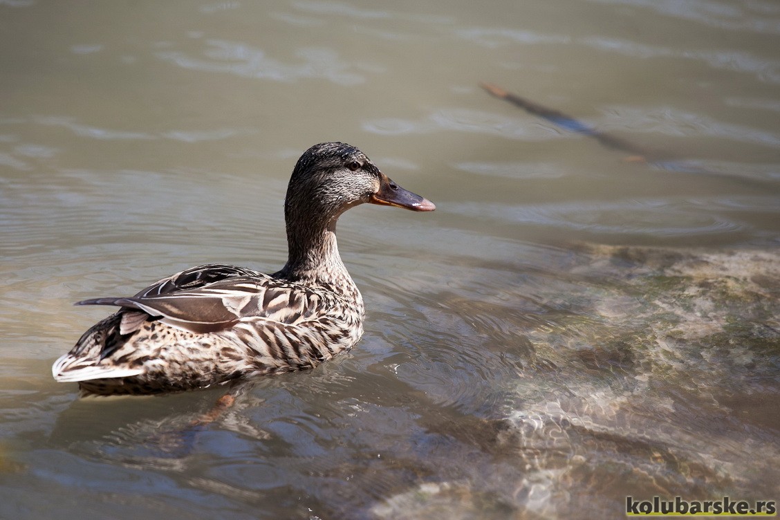 Patka na Devojačkom viru, Gradac