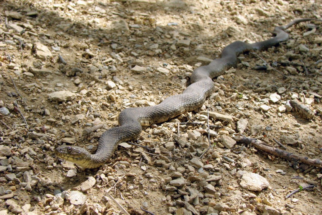 Ribarica                            