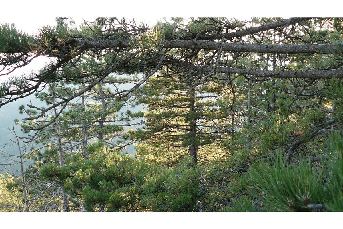 Crossing Trees