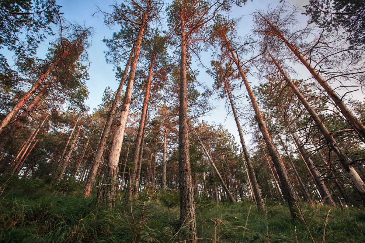 Forest