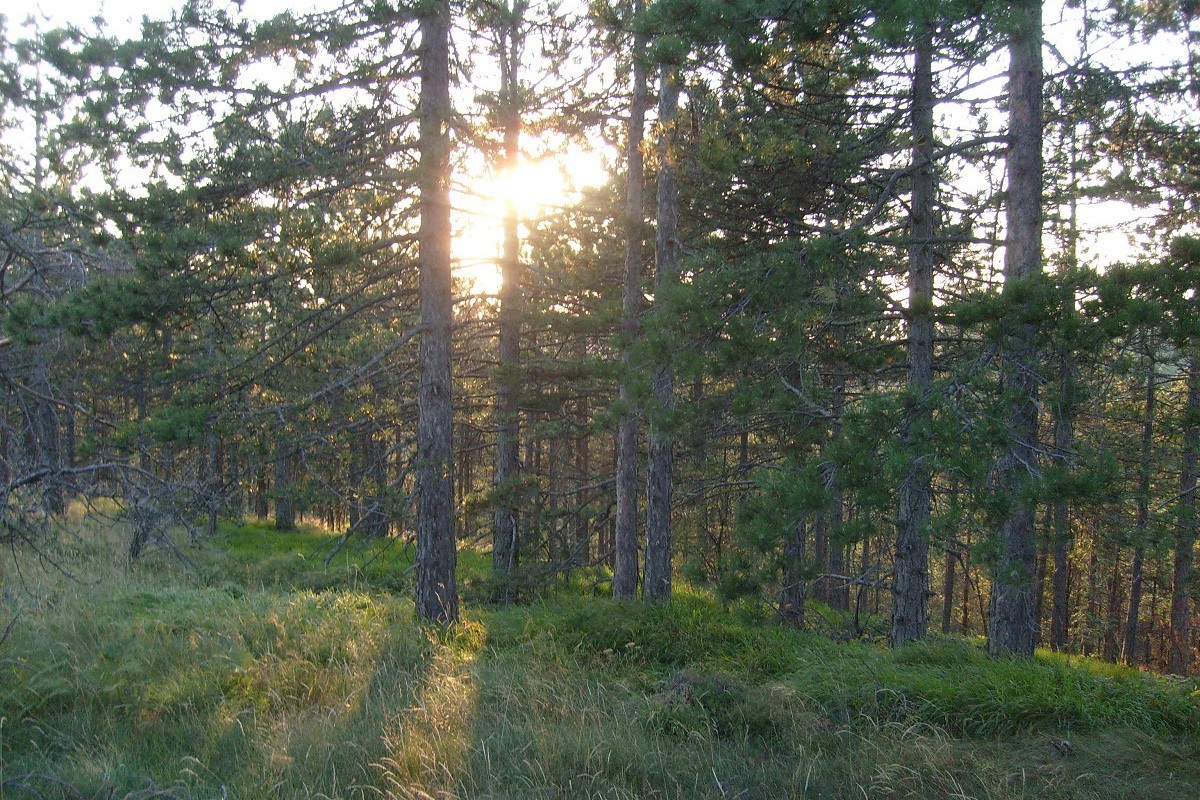 Trees can't grow without the Sun in their eyes
