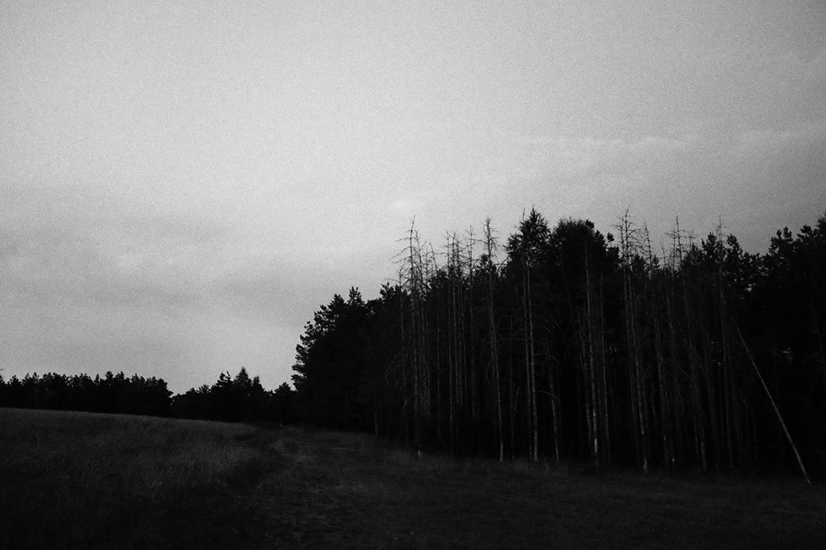 Silent forest