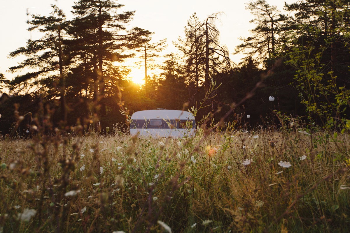 Into the wild