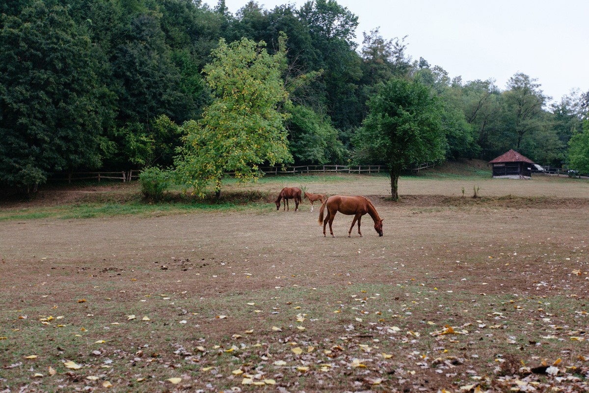 Stable
