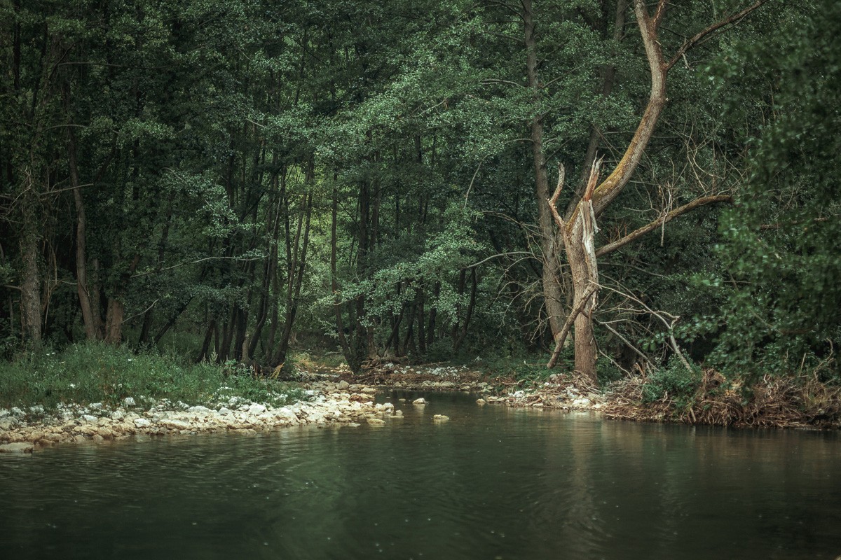 Rain Forest