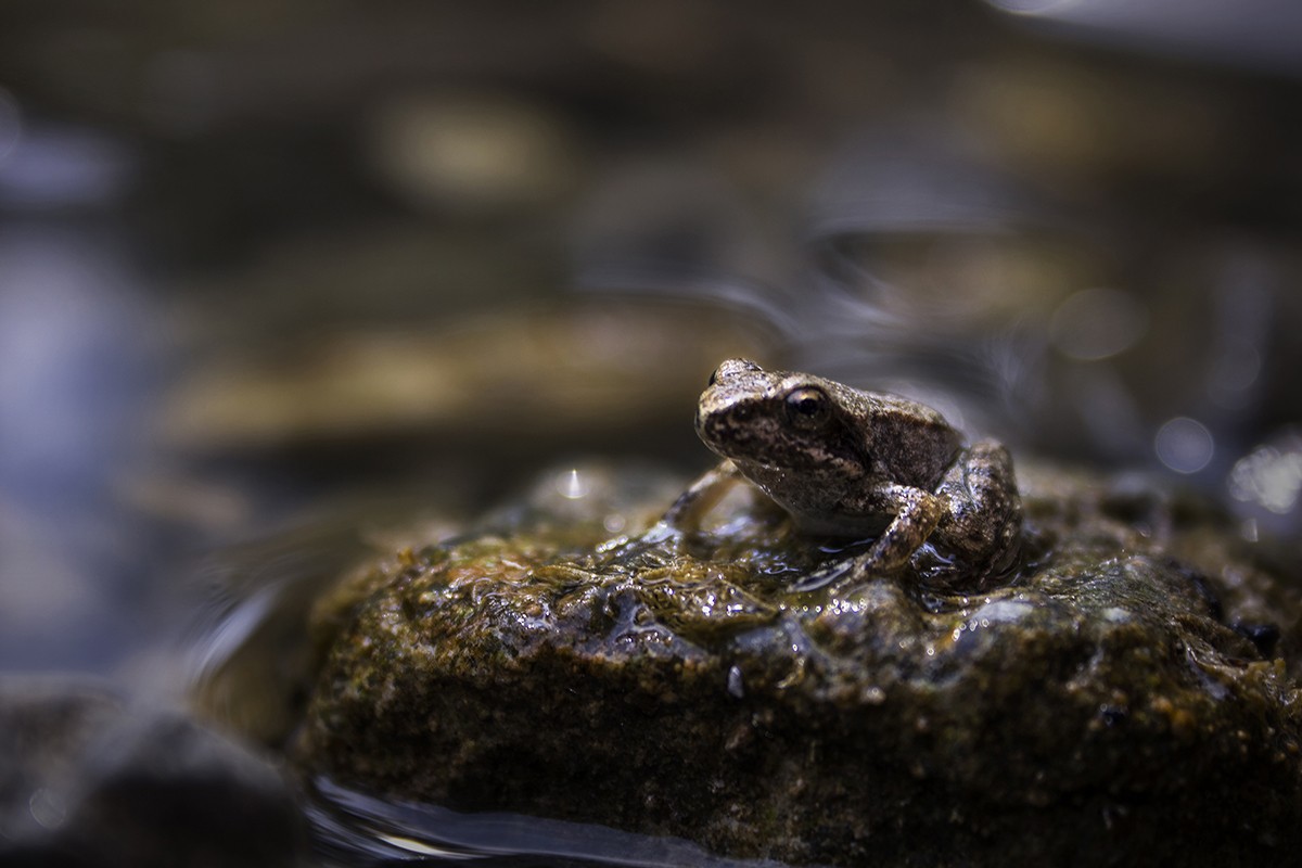 Camouflage