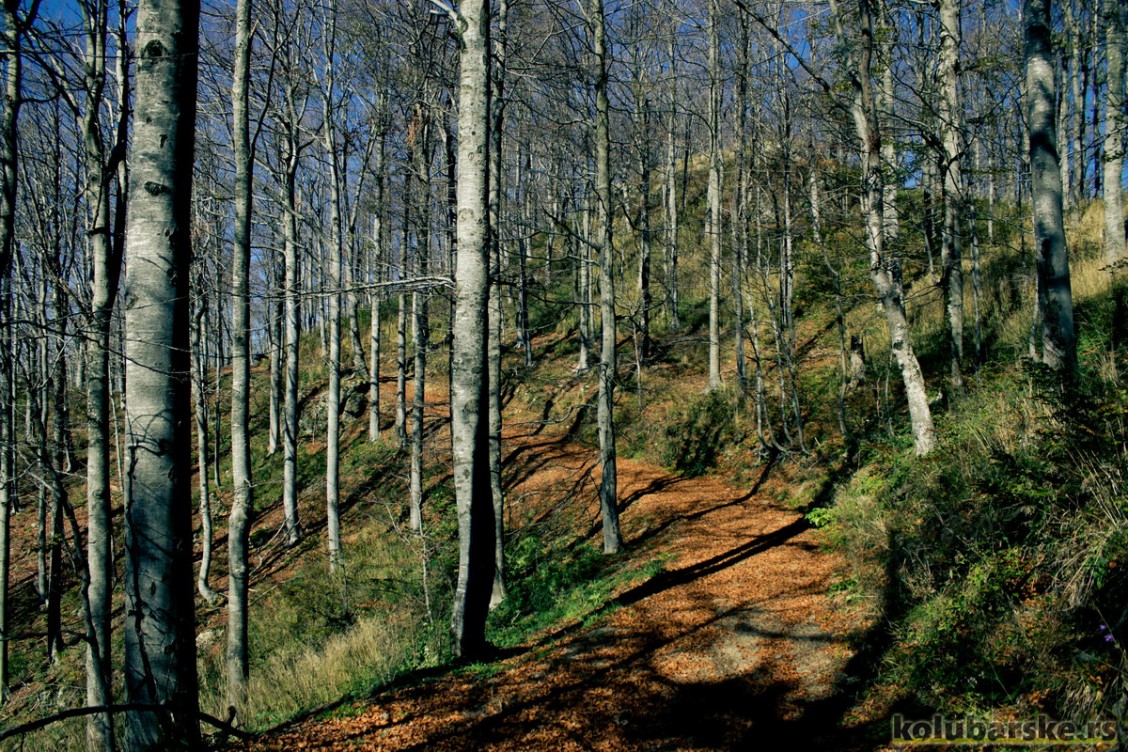Šuma ispod Jablanika