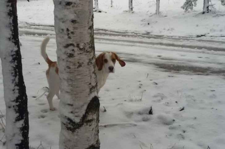 Borko uživa na snegu