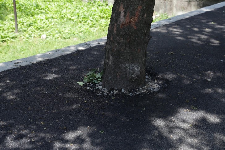 Sveže asfaltirano drvo