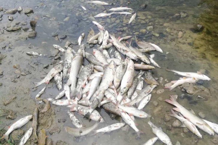 Pomor ribe u Kolubari