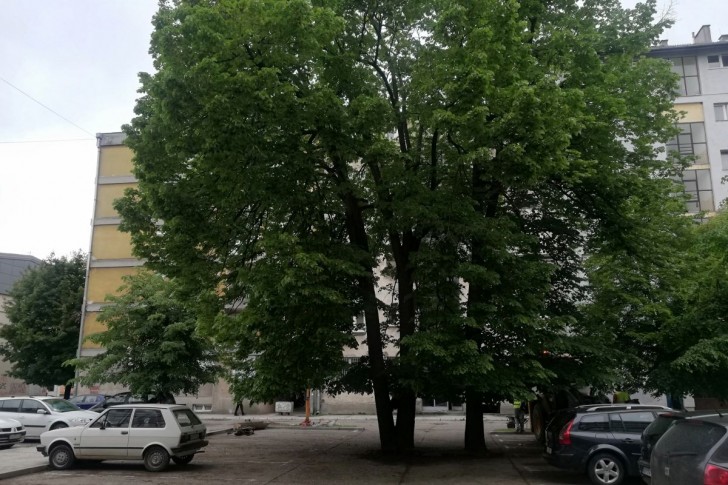 Drveće na parkingu