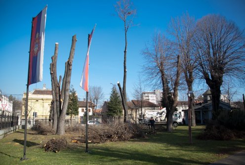 Sređivanje drveća ispred crkve (foto: Đorđe Đoković)