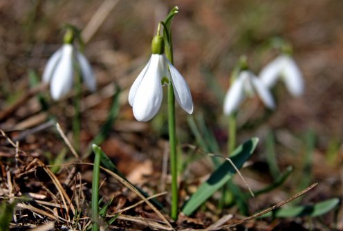 Visibabe (foto: Đorđe Đoković)