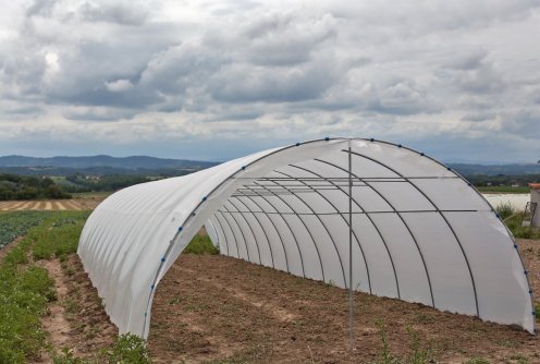 Plastenik  (foto: Đorđe Đoković)