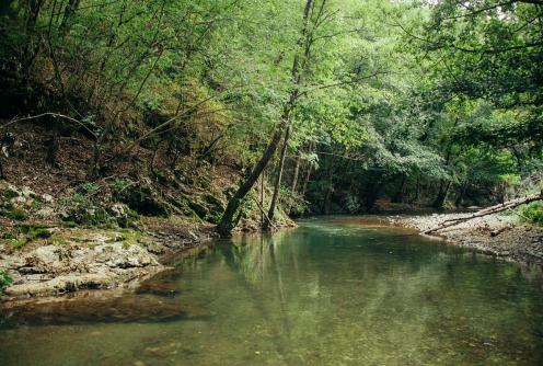 Gradac u srednjem toku (foto: Đorđe Đoković)