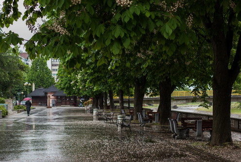 Kiša (foto: Đorđe Đoković)