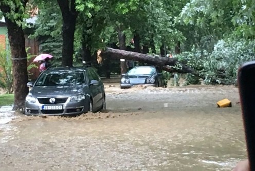 Olujni vetar oborio drvo (foto: TV 3M)