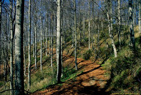 Šuma (foto: Đorđe Đoković)