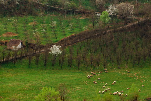 Selo (ilustracija) (foto: Đorđe Đoković)