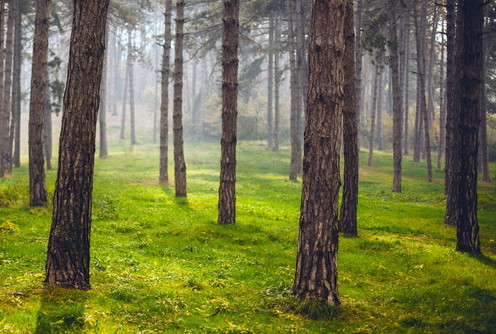 Šuma na Promaji  (foto: Đorđe Đoković)