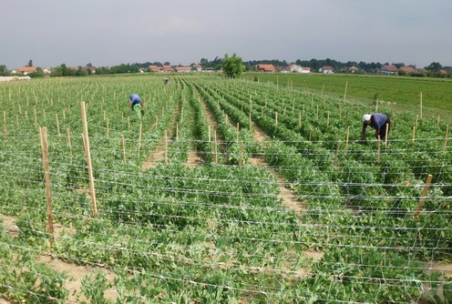 Eksperimentali zasad (foto: Dragana Nedeljković)