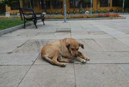 Beskućni pas (foto: Dragana Nedeljković)