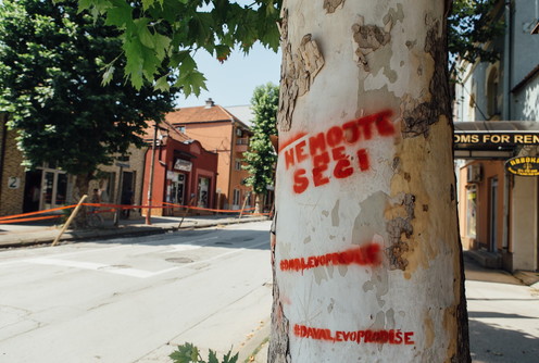 Platan u Ulici Vuka Karadžića (foto: Đorđe Đoković)